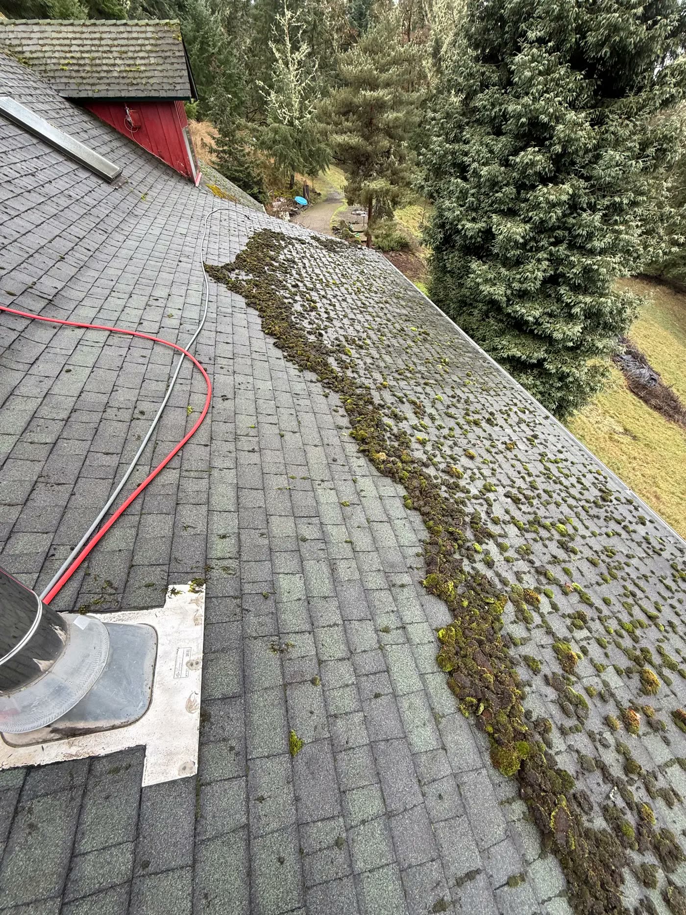 Composition roof mid-clean, thick moss stripped off one section down to bare shingle